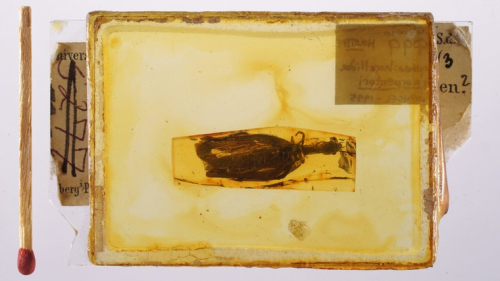 In Konservierungsharz eingegossener Einschluss einer Kamelhalsfliege (Raphidioptera) in Baltischem Bernstein – im Juni 2017 von der Harvard University zurückerhalten. Foto: Gerhard Hundertmark