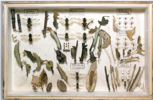 Lehrkasten aus der Insektensammlung von W. Baer, vor 1930 Forstzoologische Sammlungen Tharandt, TU Dresden 