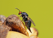 Insektenkunde: Universität Hohenheim & Naturkundemuseum Stuttgart schaffen gemeinsame Professur