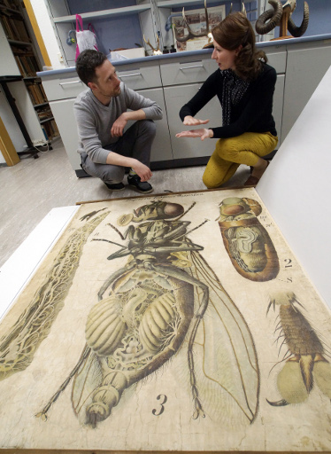 Gespräch zur Sammlung historischer Wandtafeln des Bereichs für Biologiedidaktik (Foto: Fotozentrum FSU Jena)