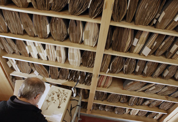 Ein Blick auf die Bestände des Herbarium Haussknecht (Foto: Fotozentrum FSU Jena)