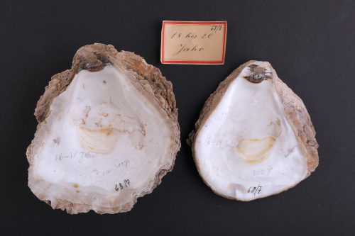 Historische Austernschalen aus der Sammlung des Zoologischen Museums, angelegt zwischen 1868 und 1885 vom Kieler Naturforscher Karl August Möbius.© Zoologisches Museum