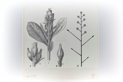 Darstellung eines Blütenstandes von Escallonia rubra (Escalloniaceae) / Vorlage für eine Publikation von Wilhelm Troll (1897-1978) / E. Göppert / Tusche auf Karton / Mainz, 1969