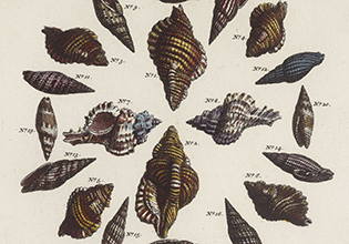 Bild: Albertus Seba: Locupletissimi rerum naturalium thesauri accurata descriptio, Amsterdam 1734-1765.