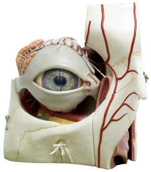 Anatomisches Modell eines menschlichen Auges Lehrstuhl für Anatomie I, FAU Erlangen-NürnbergFotografie: Erich Malter, Erlangen