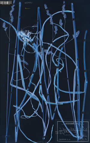 Andrea Grützner, Dactylis glomerata (2026) © Andrea Grützner