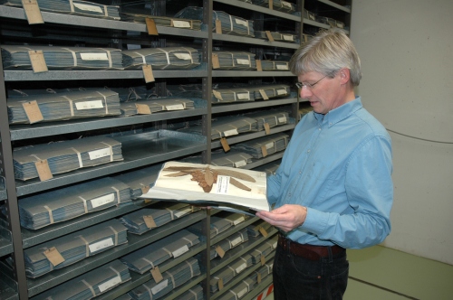 Im Herbarium des BGBM (© I. Haas, BGBM)