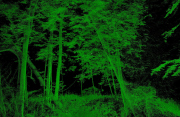 Ausstellung: Digitaler Wald – eine digitale Reise in die Klimaforschung