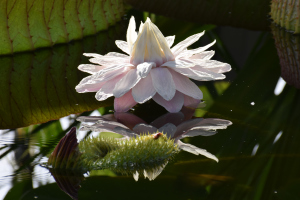 © BGBM, Foto: Christine Hillmann-Huber