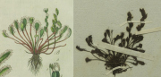 Botanische Detektivarbeit: Fleischfressende Pflanze aus Hamburg nach 220 Jahren im Herbarium München wiederentdeckt