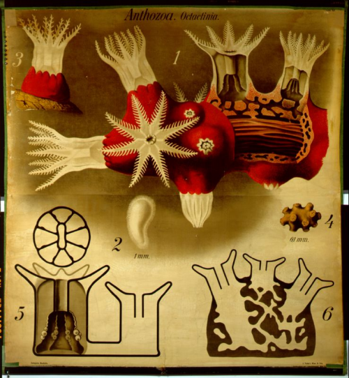 Foto: Darstellung einer Edelkoralle. Zoologische Wandtafel von Paul Pfurtscheller von 1903, © Humboldt-Universität zu Berlin, Lebenswissenschaftliche Fakultät, Institut für Biologie/Vergleichende Zoologie/Sylvia Scholz