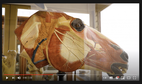 Video: Halles Museen entdecken