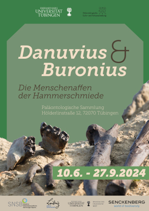 Ausstellung: Danuvius & Buronius. Die Menschenaffen der Hammerschmiede 