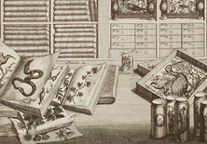 Bild: Levinus Vincent, Wondertoneel der nature, Amsterdam 1706-1715