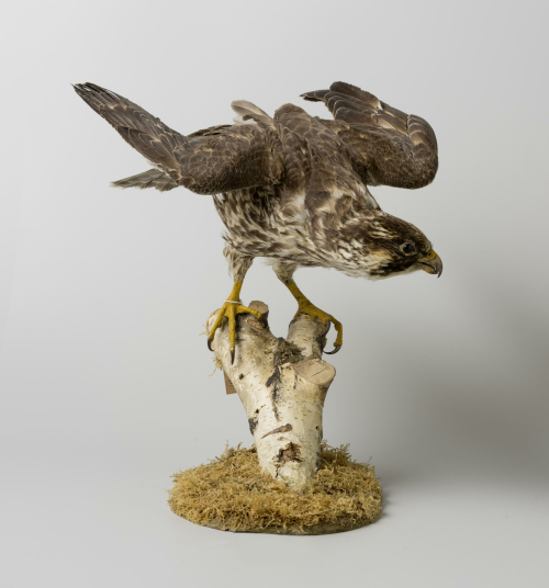 Peregrine Falcon, Vrije Universiteit Amsterdam. Photo: Rene den Engelsman. License: CC-BY-NC.