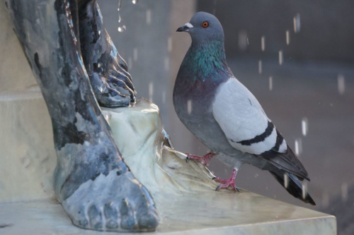 Wie korrosiv wirkt eine Taube? (c) Bayerisches Landesamt für Denkmalpflege, Zentrallabor