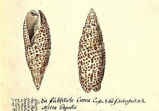 Meeresschnecke Mitra Papalis, Blatt aus der Sammlung der Leopoldina (Ausschnitt)
