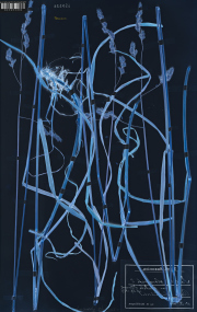 Ausstellung: Andrea Grützner, Rasenstücke