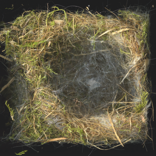 Karen Weinert: Behausungen (2017) Pigmentdrucke gerahmt, Größen zwischen 18 x 24 cm und 60 x 60 cm, Leihgabe der Künstlerin / In Kooperation mit Senckenberg Naturhistorische Sammlungen Dresden, Museum für Tierkunde und Institut für Forstbotanik und Forstzoologie, TU Dresden