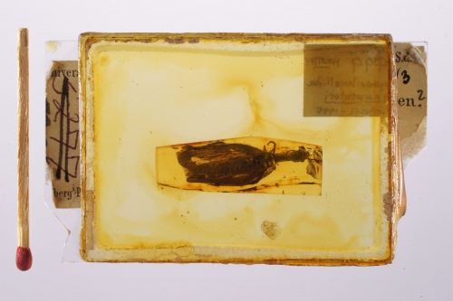 Kamelhalsfliege (Raphidioptera) in Baltischem Bernstein (ca. 45 Mio. Jahre alt). Foto: Gerhard Hundertmark