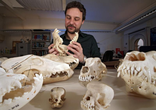 Evolutionsbiologe Dr. Kornelius Kupczik erforscht an Kieferknochen von Hunden, wie sich der Kauapparat im Laufe der Evolution entwickelt hat. Foto: Jan-Peter Kasper/FSU
