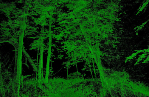 Laserscan aus dem Nationalpark HainichFoto: Universität Göttingen / Dominik Seidel
