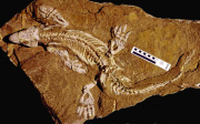Sonderausstellung „Orobates. Nach 300 Millionen Jahren reanimiert“