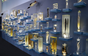 Das „Juwelenkästchen“ der neuen Dauerausstellung ist eine Wand mit aquatischen Präparaten, Belege für die Vielfalt der historischen Ostseefauna. Foto: Claudia Eulitz, Uni Kiel