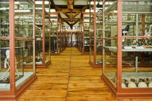 Meckelsche SammlungenFoto: MLU Halle-Wittenberg