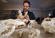 Neue Forschungsgruppe zur Evolution des Kauapparates in Jena arbeitet mit den zoologisch-paläontologischen Sammlungen des Phyletischen Museums